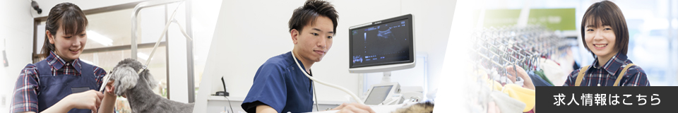 採用サイトはこちら