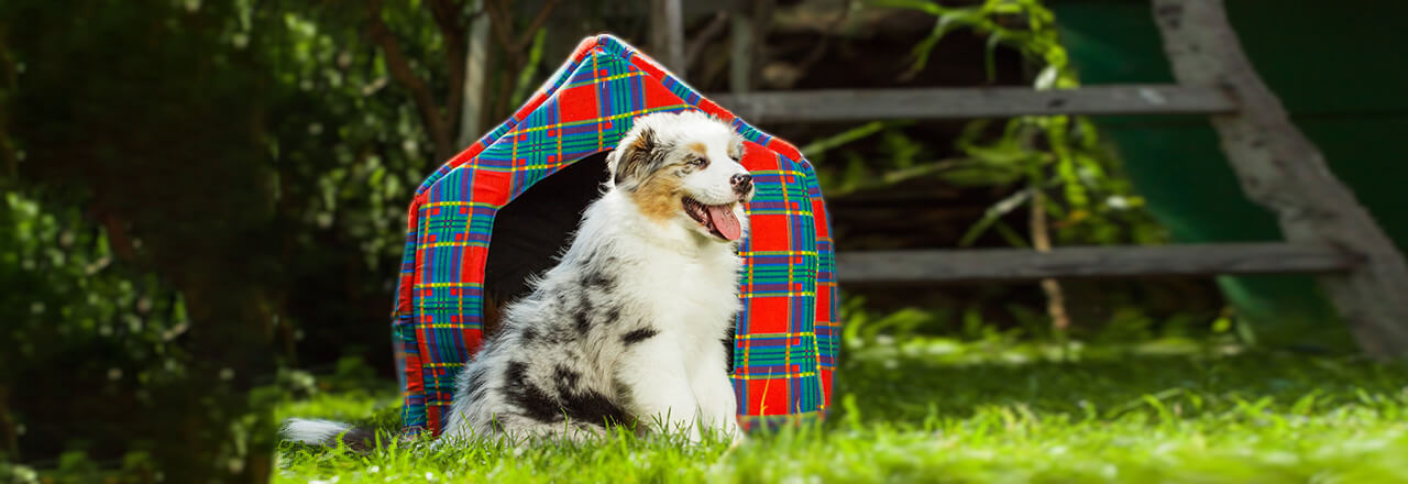 犬は外飼いしてもいい？良い・悪い点と守りたいルール | ペテモ [PETEMO] | イオンペット [AEON PET]