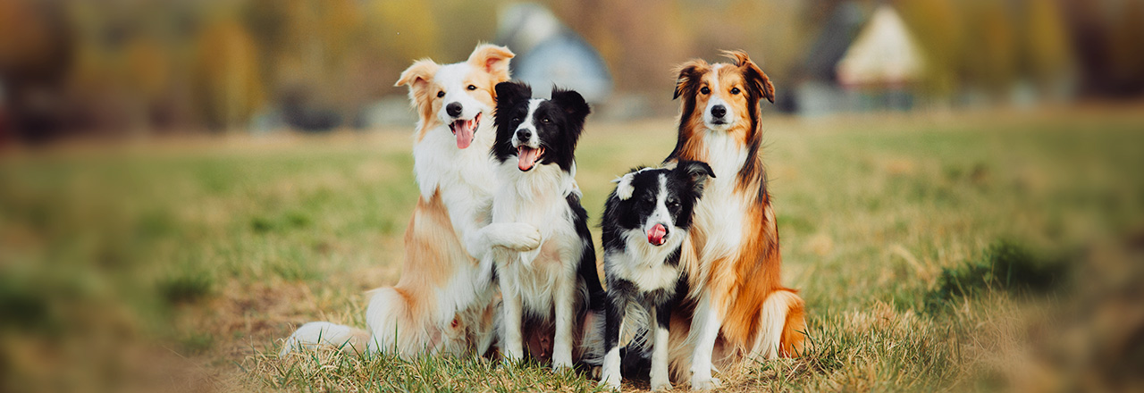 愛犬の年齢は人間でいうと何歳？平均寿命や見た目での判断方法も解説 | ペテモ [PETEMO] | イオンペット [AEON PET]