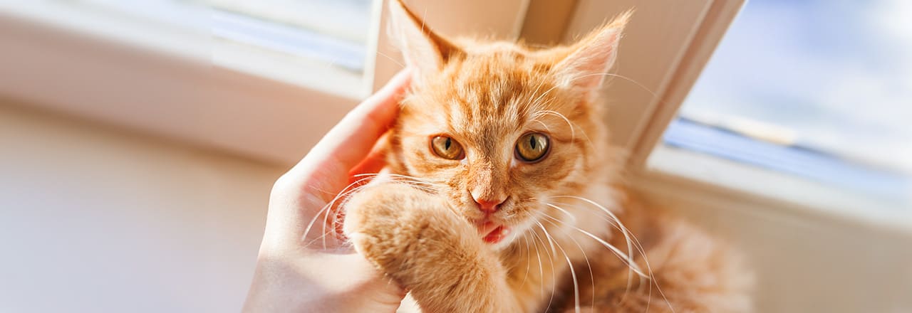 猫が大好きな「ちゅーる」の適正な量は？リスクや正しい与え方を