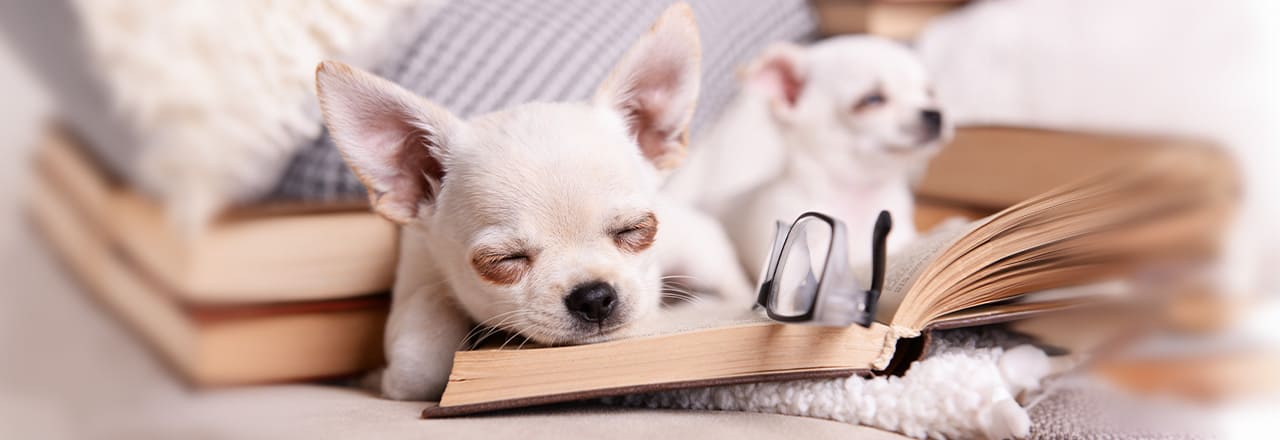 犬の平均的な睡眠時間とは｜年齢・犬種による違いについても解説 | ペテモ [PETEMO] | イオンペット [AEON PET]