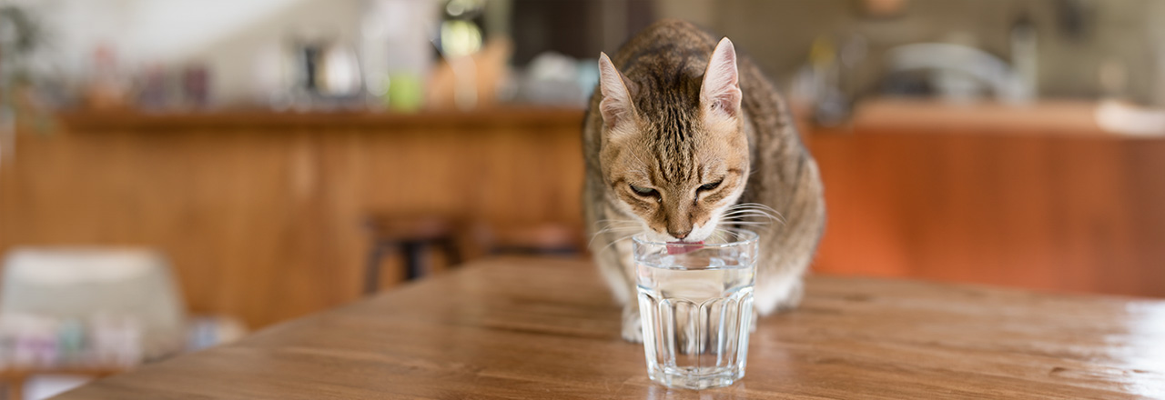 ミネラルウォーターをペットに飲ませてもよい 猫