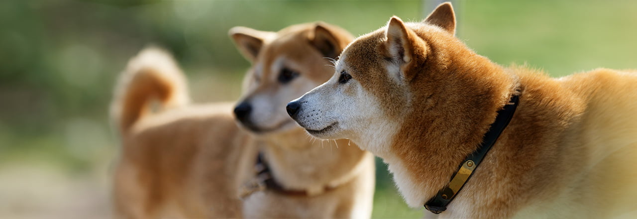 愛犬 コレクション ペット 違い