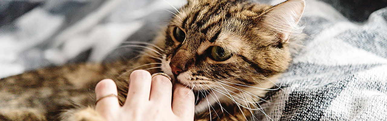 クセにしない 猫が甘噛みする7つの理由としつけ方法とは ペテモ Petemo イオンペット Aeon Pet