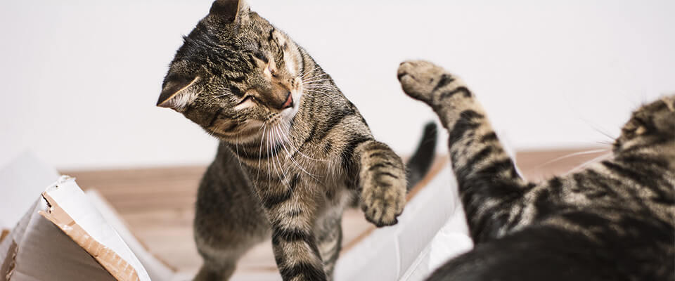 猫の喧嘩は止めるべき 喧嘩の原因や多頭飼いで注意したいポイントを紹介 ペテモ Petemo イオンペット Aeon Pet