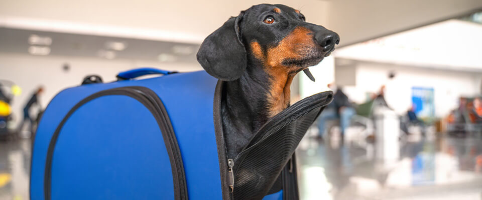 電車で犬が吠える 電車に慣れさせる手順や乗る時の注意点を解説 ペテモ Petemo イオンペット Aeon Pet