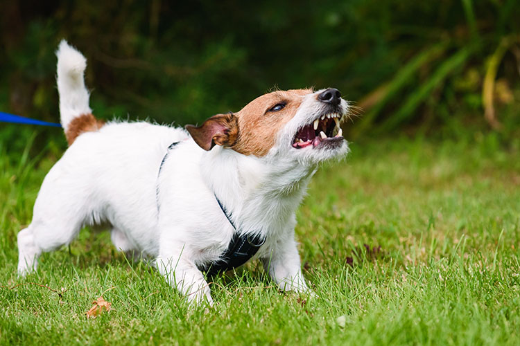 愛犬のストレスサイン見逃してない 原因の見極め方とストレス発散法 ペテモ Petemo イオンペット Aeon Pet