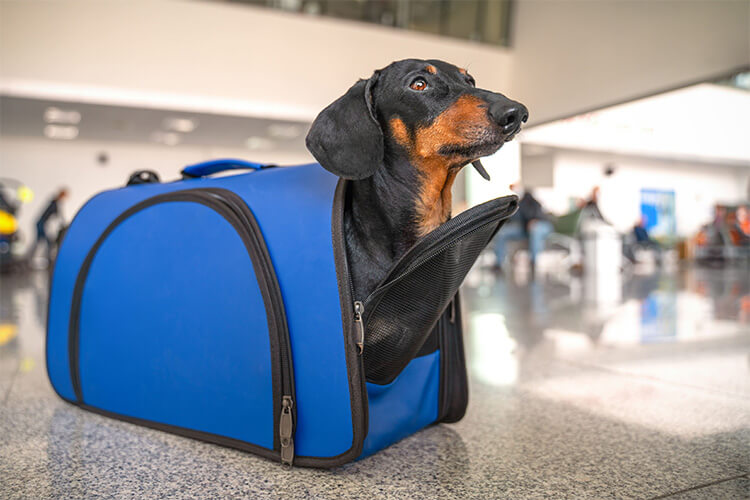 犬が飼い主を舐める理由とは 舐めさせる際の注意点ややめさせる方法 ペテモ Petemo イオンペット Aeon Pet