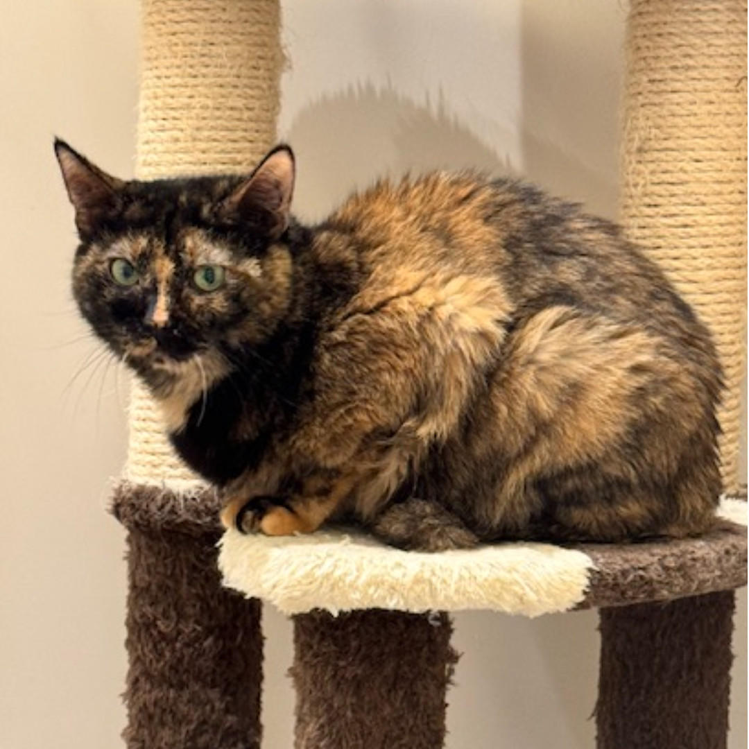 ビヨンセ_卒業➁ (2025_10_28 11_46_43 1080x1080px).jpg