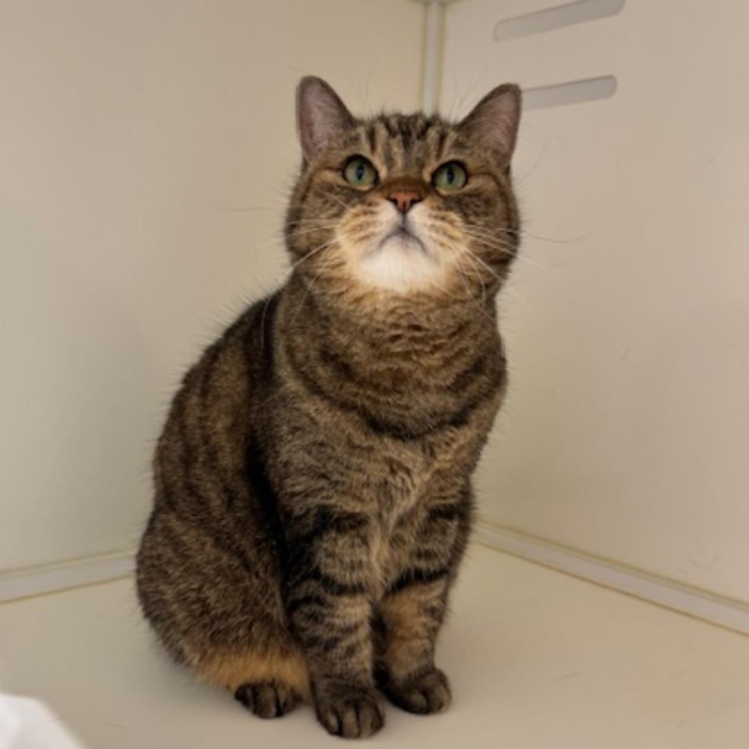 てんぷら_デビュー② (2026_2_20 17_01_48 1080x1080px).jpg