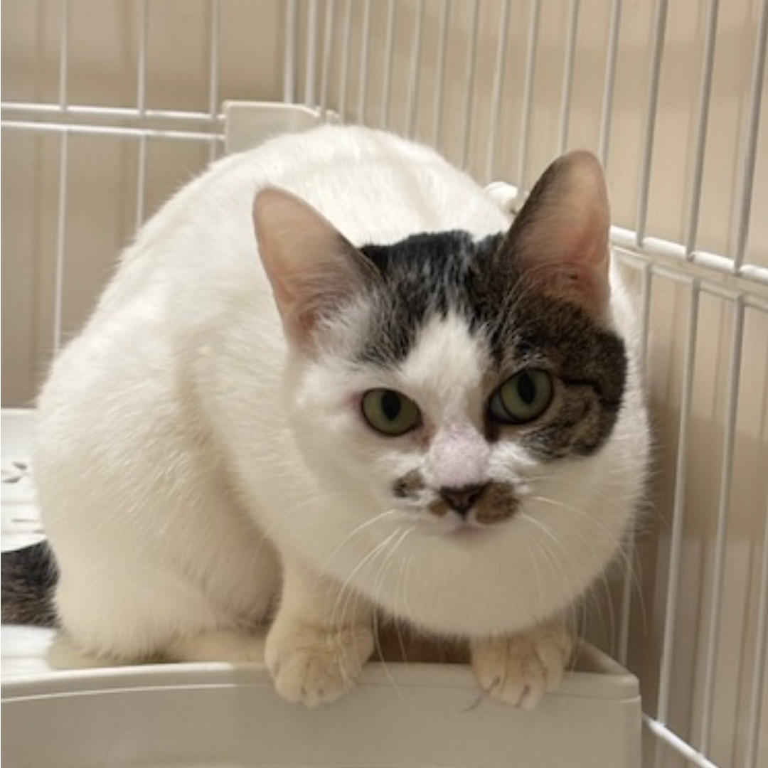 田白_卒業② (2026_3_25 17_05_50 1080x1080px).jpg