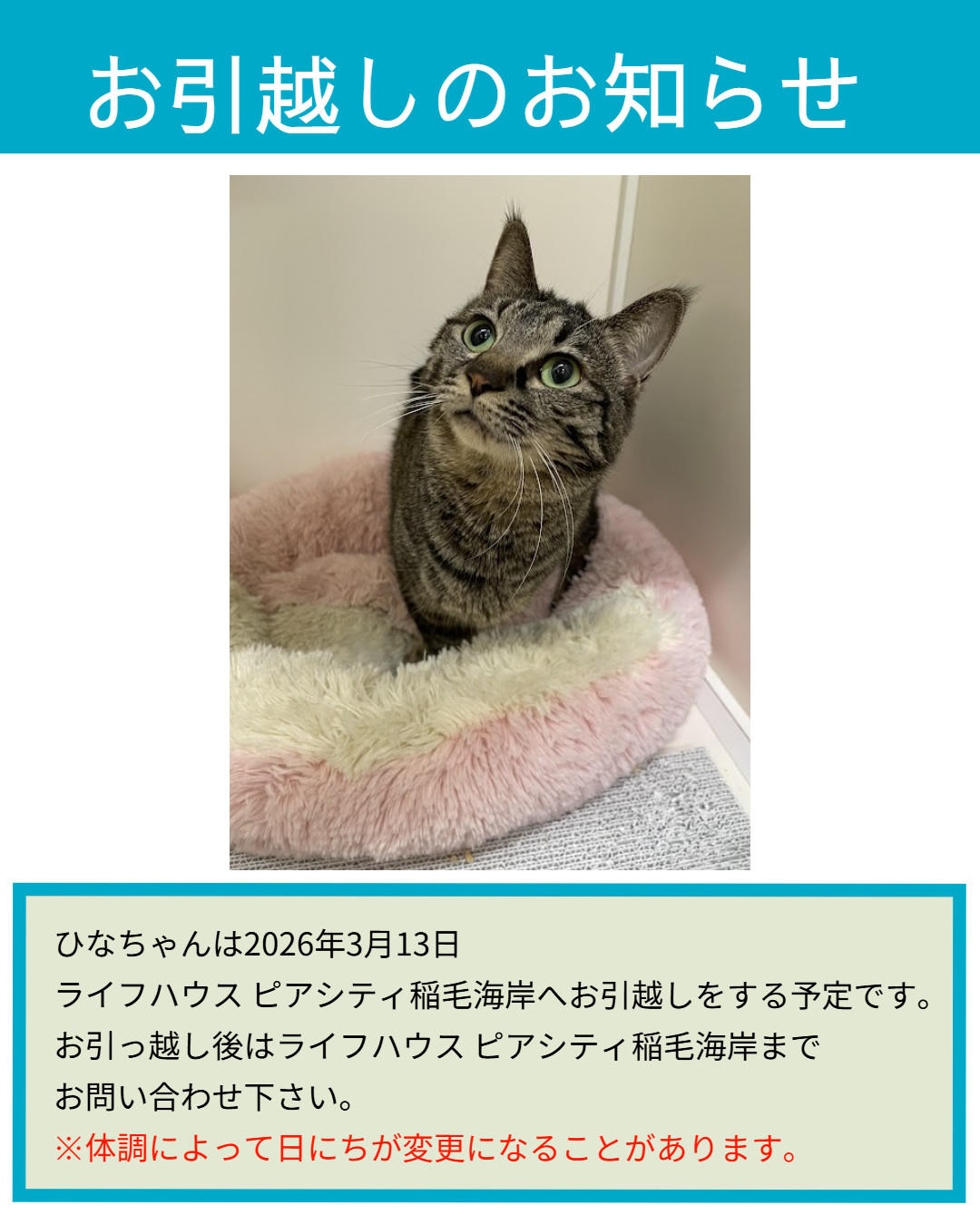 お引越し_ひな 2026_3_13.jpg