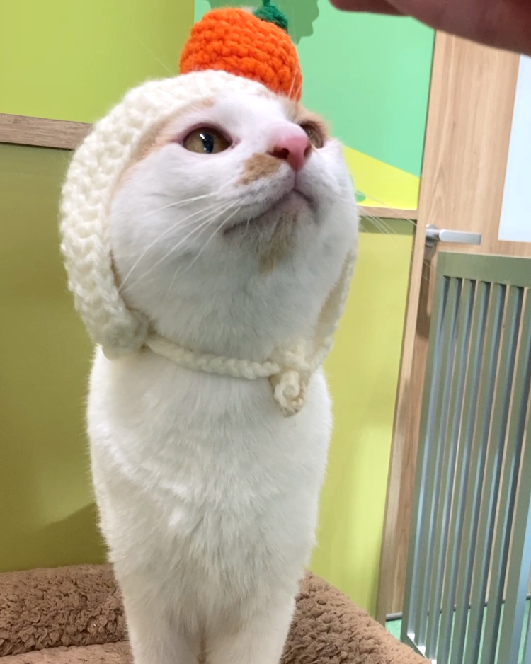 Image_20260208_101344_338 - コピー.png