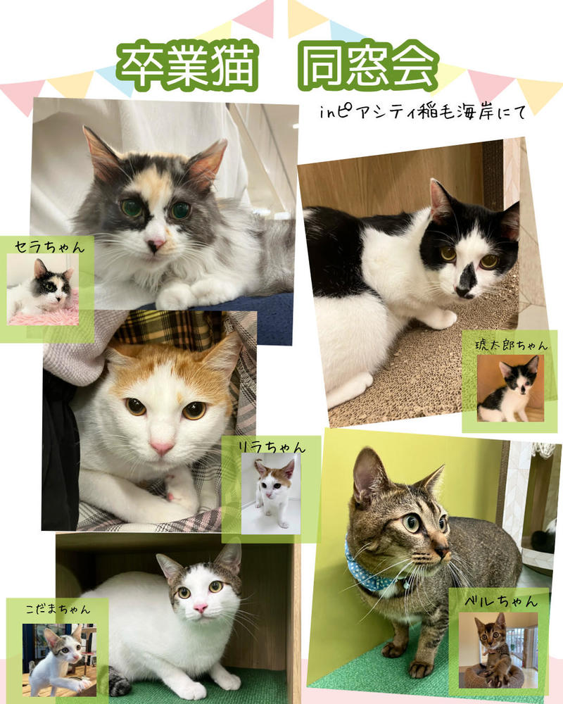 猫同窓会インスタ (2025_10_11 15_34_08 1080x1350px).jpg