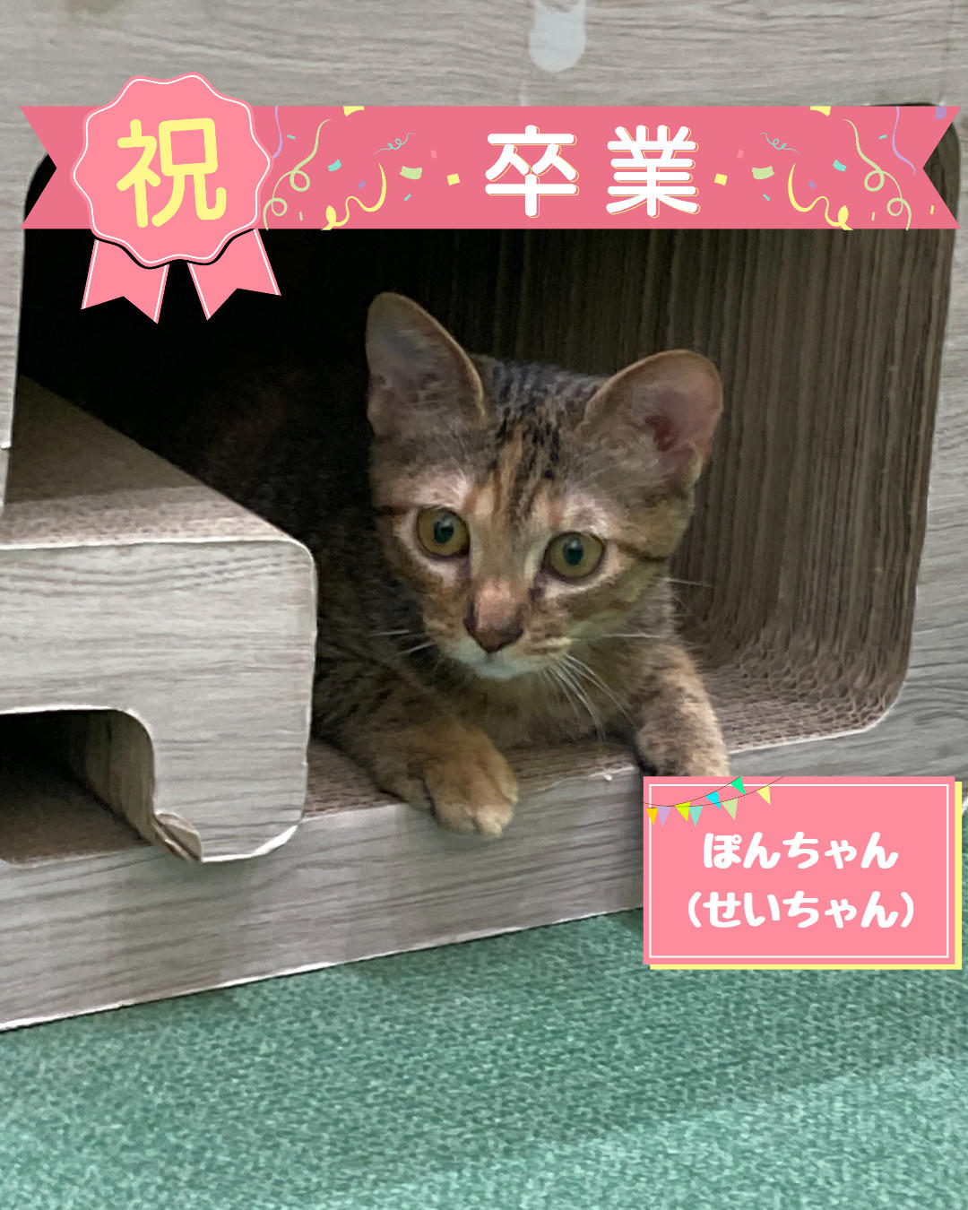 卒業　せい (2026_9_3 12_42_17 1080x1350px).jpg