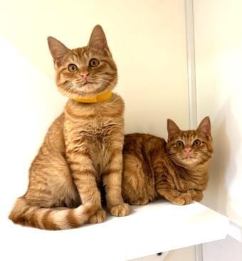 IMG_3783 - コピー.jpg