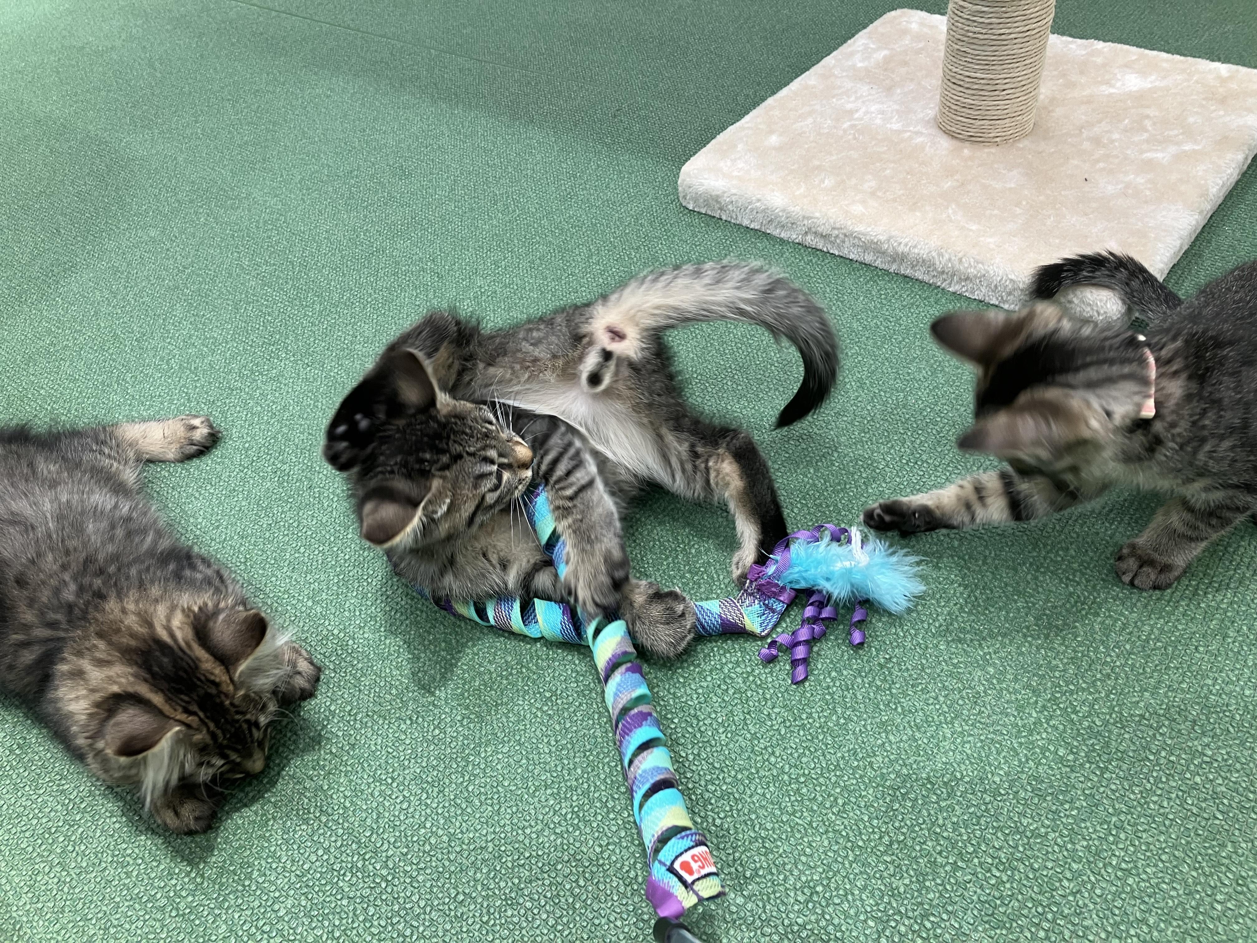 Image_20250629_142702.jpeg