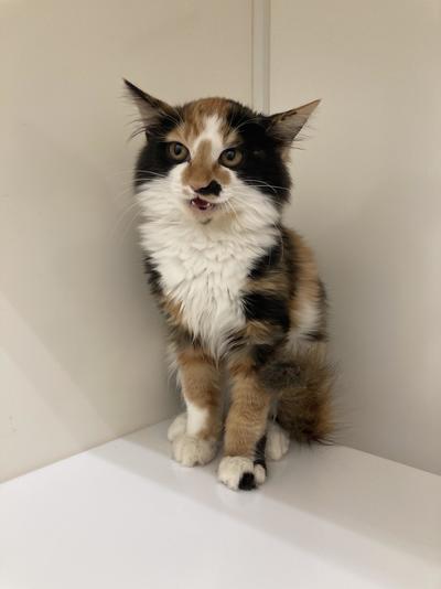 Image_20251129_134152_929 (1).jpeg