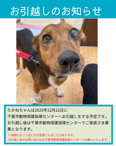 インスタ引越たかね (2025_12_11 10_02_09 1080x1350px).jpg