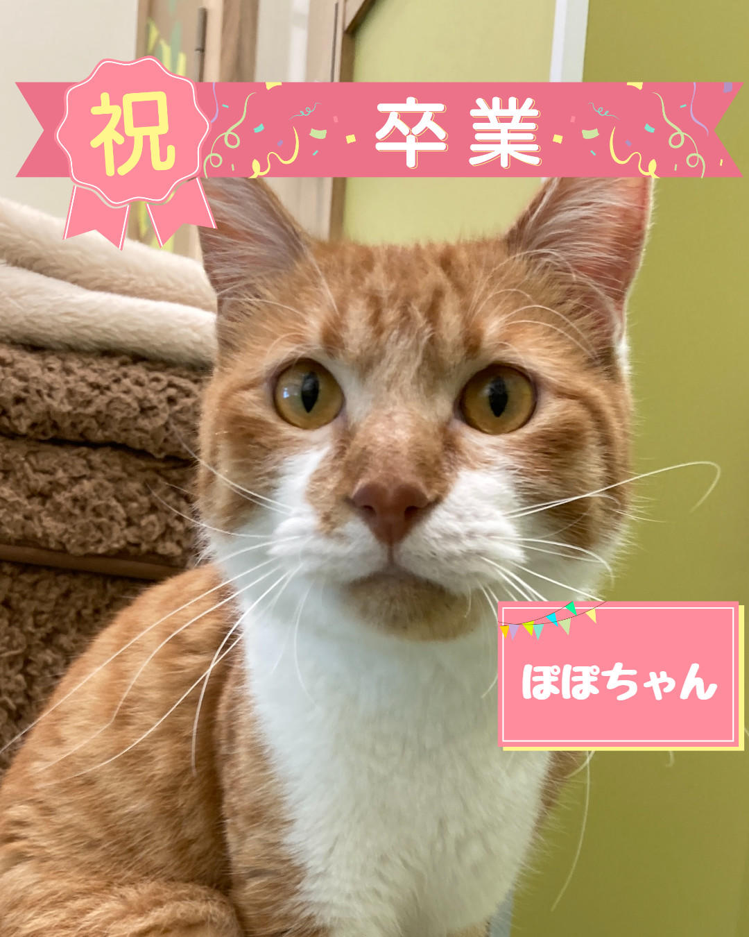 卒業　ぽぽ (2026_6_16 11_50_50 1080x1350px).jpg