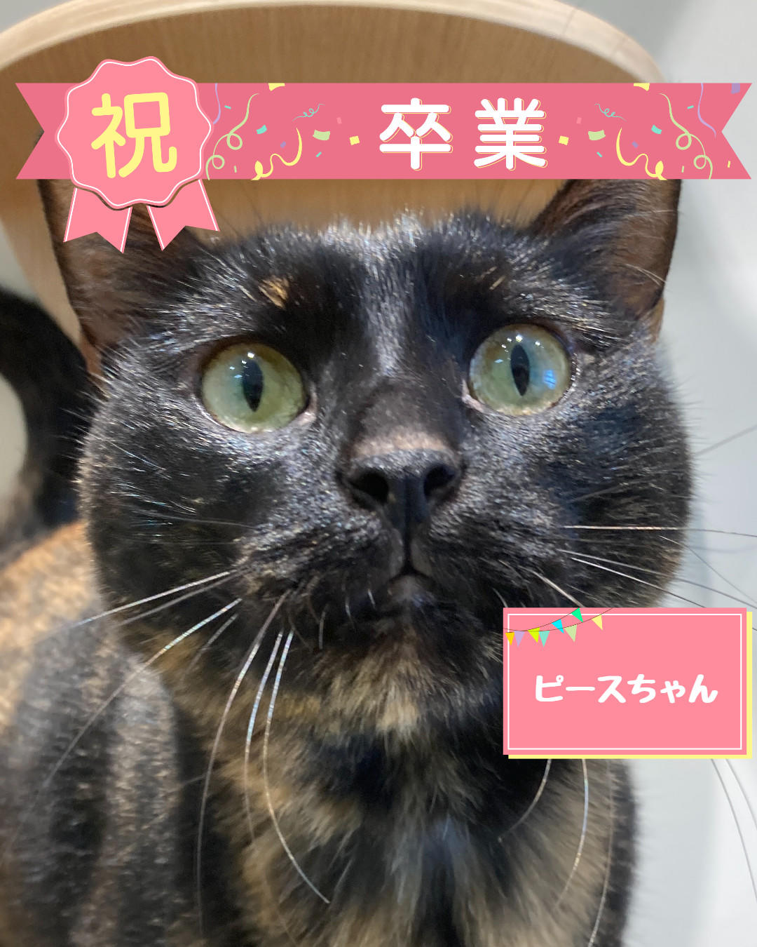 卒業 ピース (2026_9_30 15_10_18 1080x1350px).jpg