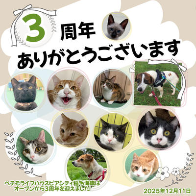 ピア2周年 のコピー (2025_12_11 15_38_05 1080x1080px).jpg