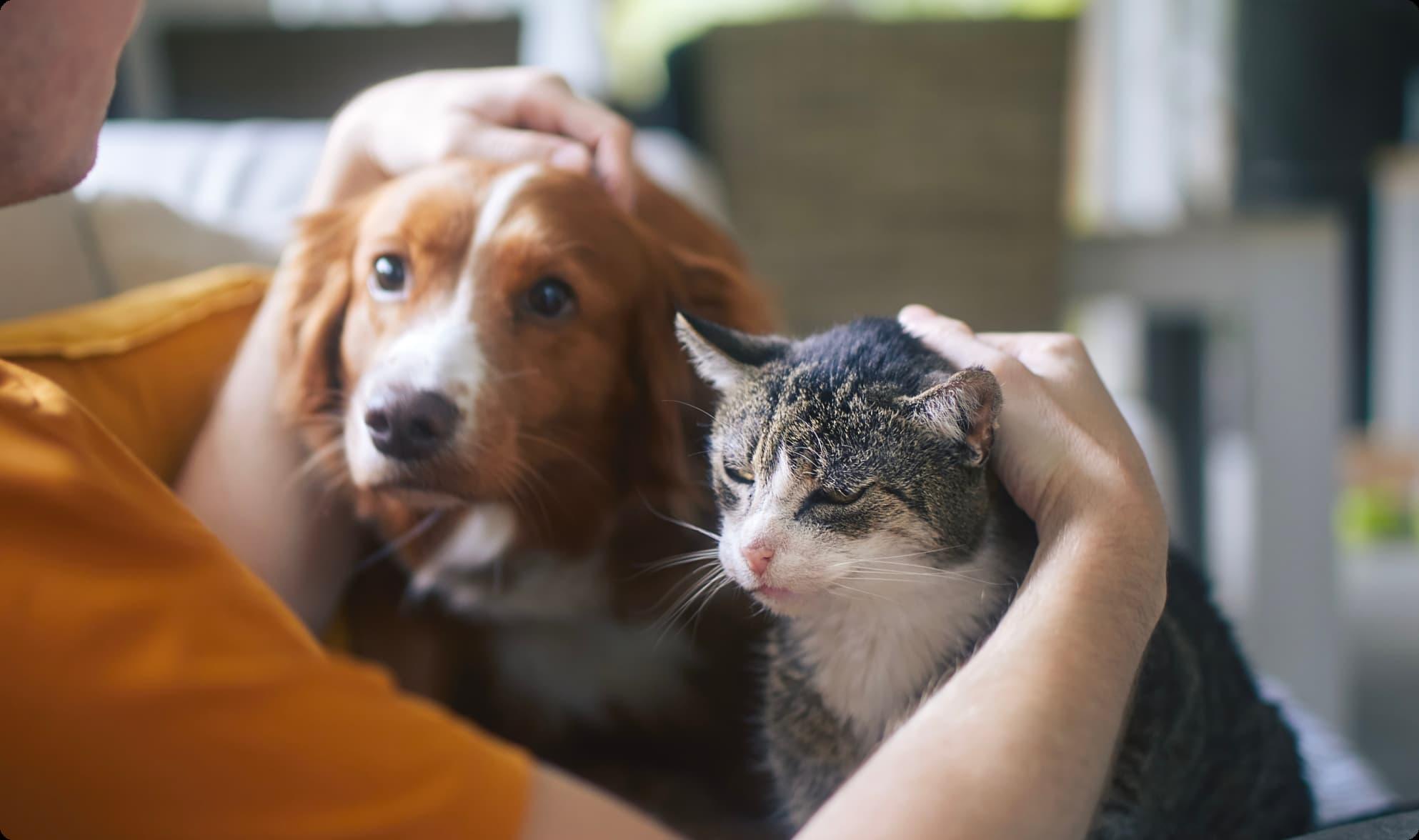 保護犬・保護猫をさがす