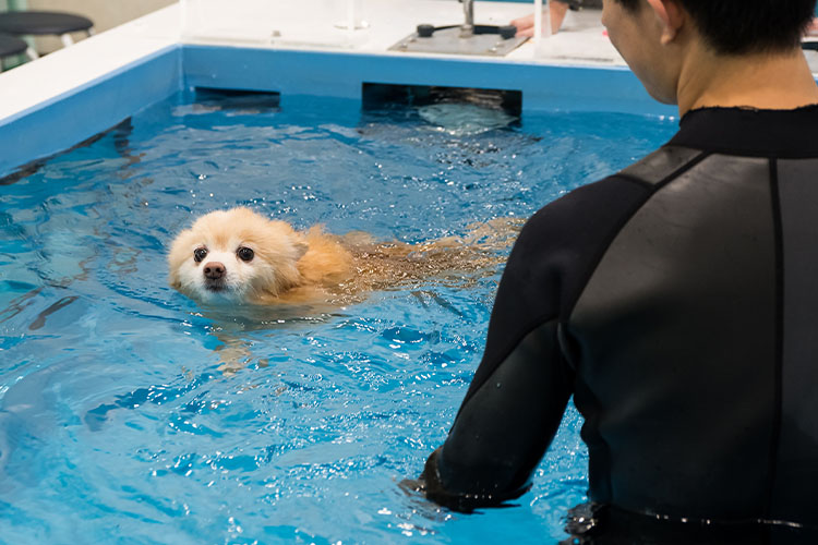 幕張 イオン ペット 水泳