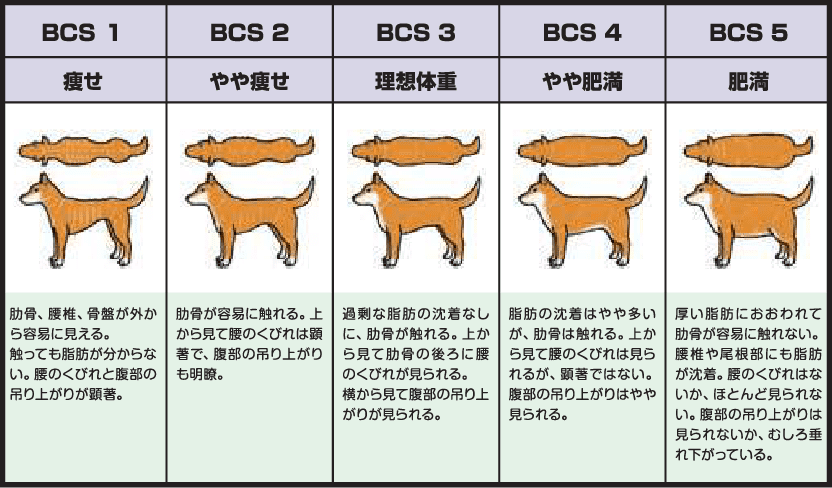 シーズーの性格と注意したい病気！元気にすごせる飼い方のコツとは | ペテモ [PETEMO] | イオンペット [AEON PET]